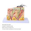 35X Enlarged Anatomical Skin Model, 3D Skin Teaching Aids Model, Anatomy Model Human Skin Structure Anatomical Model for Science Classroom Study Display Teaching Model view 3