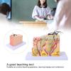35X Enlarged Anatomical Skin Model, 3D Skin Teaching Aids Model, Anatomy Model Human Skin Structure Anatomical Model for Science Classroom Study Display Teaching Model view 4