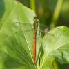 Noah Jigsaw Puzzle Comet Darner (Anax longipes) Male in Wetland, Ballard Nature Center, Effingham, Illinois, USA 1000 Pieces view 2