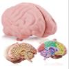 Cross Section Foam Brain Model | Free Stand, Answer Sheet & Digital Worksheet | Educational Tool Learning & Teaching Human Anatomical Function, Psychology, Biology or Science | 2 Labeled Half Pieces view 1