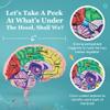 Cross Section Foam Brain Model | Free Stand, Answer Sheet & Digital Worksheet | Educational Tool Learning & Teaching Human Anatomical Function, Psychology, Biology or Science | 2 Labeled Half Pieces view 2
