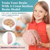 Cross Section Foam Brain Model | Free Stand, Answer Sheet & Digital Worksheet | Educational Tool Learning & Teaching Human Anatomical Function, Psychology, Biology or Science | 2 Labeled Half Pieces view 3