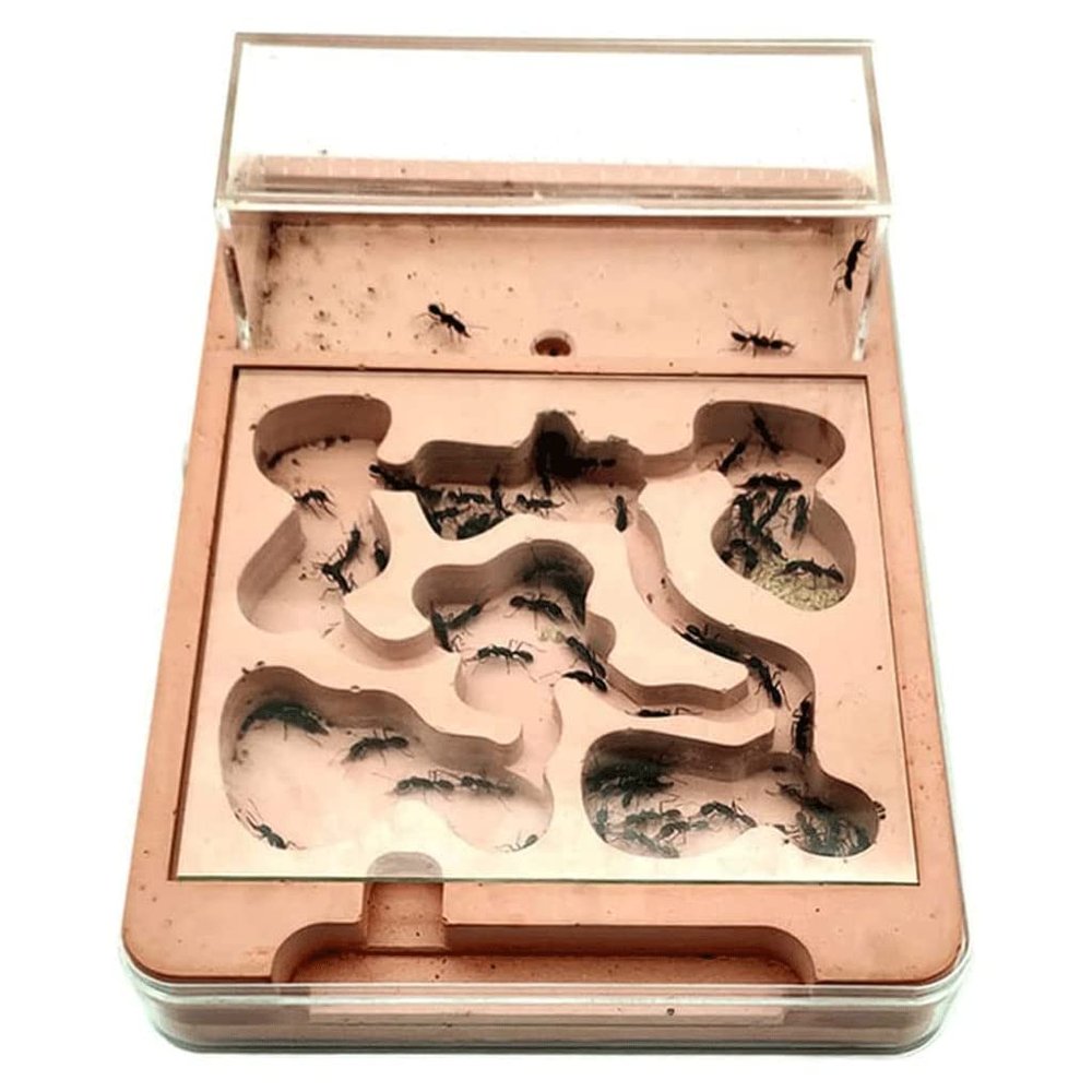 HRTC Plaster Plane Ant Castle with Hunting Area Plaster Anthill Workshop Ant Farm Moisturizer Ant Nest Farm for Kids