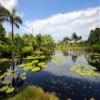 Noah Jigsaw Puzzle Water Lilies Growing and Thriving in a Garden in Naples, Florida, USA 1000 Pieces view 2