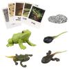 MIKNEKE Montessori Frog Life Cycle with Flash Cards, Plastic Insects Tadpole to Frog Kit Toy, Realistic Animal Figurines view 1