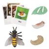 MIKNEKE Montessori Bee Life Cycle with Flash Cards, Realistic Animal Figurines Toy, Animal Educational Matching Game for 3+ Year Old Toddlers Kids (Bee) view 1