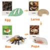 MIKNEKE Montessori Bee Life Cycle with Flash Cards, Realistic Animal Figurines Toy, Animal Educational Matching Game for 3+ Year Old Toddlers Kids (Bee) view 3