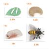 MIKNEKE Montessori Bee Life Cycle with Flash Cards, Realistic Animal Figurines Toy, Animal Educational Matching Game for 3+ Year Old Toddlers Kids (Bee) view 4