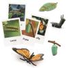MIKNEKE Montessori Life Cycle Animal Figures with Flash Cards, Plastic Insects Monarch Butterfly Kit Caterpillar Toy for Kids, Realistic Animal Figurines (Butterfly) view 1