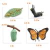 MIKNEKE Montessori Life Cycle Animal Figures with Flash Cards, Plastic Insects Monarch Butterfly Kit Caterpillar Toy for Kids, Realistic Animal Figurines (Butterfly) view 3