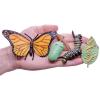 MIKNEKE Montessori Life Cycle Animal Figures with Flash Cards, Plastic Insects Monarch Butterfly Kit Caterpillar Toy for Kids, Realistic Animal Figurines (Butterfly) view 4