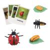 MIKNEKE Montessori Life Cycle Animal Figures with Flash Cards, Realistic Animal Figurines Toy, Educational Matching Game for 3+ Year Old Toddlers Kids (Ladybug) view 1