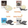 MIKNEKE Montessori Life Cycle Animal Figures with Flash Cards, Realistic Animal Figurines Toy, Educational Matching Game for 3+ Year Old Toddlers Kids (Turtle) view 2