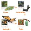 MIKNEKE Montessori Life Cycle Learning & Education Toys, Plastic Insect Ladybug Monarch Butterfly Tadpole to Frog Kit Life Cycle Toys for Kids, Preschool Learning Activities for Toddlers view 3