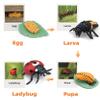 MIKNEKE Montessori Life Cycle Learning & Education Toys, Plastic Insect Ladybug Monarch Butterfly Tadpole to Frog Kit Life Cycle Toys for Kids, Preschool Learning Activities for Toddlers view 4