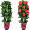 SUMAG Blooming Rose Bush (20 Flowers, Remote Control, Battery Version) Magic Tricks Flower Appearing Stage Party Wedding Props Funny Magic Illusion Gimmick view 1