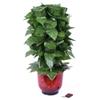SUMAG Blooming Rose Bush (20 Flowers, Remote Control, Battery Version) Magic Tricks Flower Appearing Stage Party Wedding Props Funny Magic Illusion Gimmick view 2
