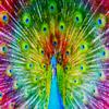 1000 Pieces Jigsaw Puzzle for Adults  Matte Finish, Soft Touch, Easy to Assemble, Tight Fit, Vivid Colors, Missing Pieces Service  Rainbow Gradient of Multicolor Peacock  by ENJOY Puzzle view 2