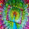 1000 Pieces Jigsaw Puzzle for Adults  Matte Finish, Soft Touch, Easy to Assemble, Tight Fit, Vivid Colors, Missing Pieces Service  Rainbow Gradient of Multicolor Peacock  by ENJOY Puzzle view 4