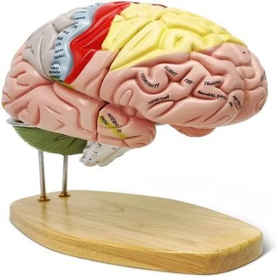 BLOHDI 2X Life-Size Human Brain Model for Neuroscience Teaching 4 Parts with Labels 9 Colors to Identify Brain Functions Anatomy Model for Learning Science Classroom Study Display Medical Model