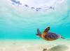 Noah Jigsaw Puzzle Endangered Hawaiian Green Sea Turtle Cruises in The Warm Waters of The Pacific Ocean in Hawaii 1000 Pieces view 2