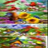 4 500 Piece Puzzles: Cardinal Family, Sunflower Garden, Spring Gathering, Dinner Time view 1