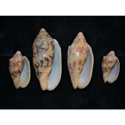 Four Pcs Bat Volute Sea Shells 2 to 3-1/2" Beach Decor Craft Reef Nautical