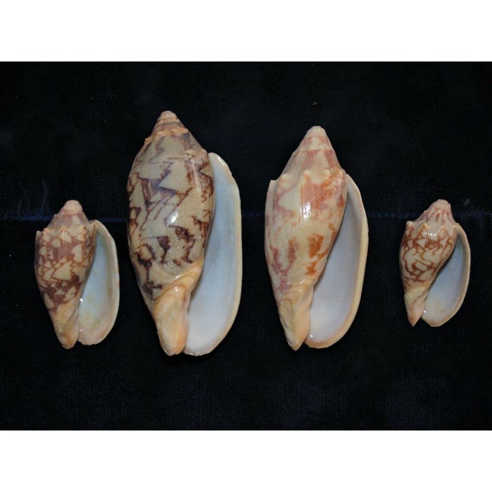 Four Pcs Bat Volute Sea Shells 2 to 3-1/2" Beach Decor Craft Reef Nautical