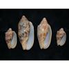 Four Pcs Bat Volute Sea Shells 2 to 3-1/2" Beach Decor Craft Reef Nautical view 1