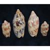 Four Pcs Bat Volute Sea Shells 2 to 3-1/2" Beach Decor Craft Reef Nautical view 2