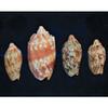 Four Pcs Bat Volute Sea Shells 2 to 3-1/2" Beach Decor Craft Reef Nautical view 3