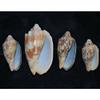 Four Pcs Bat Volute Sea Shells 2 to 3-1/2" Beach Decor Craft Reef Nautical view 4
