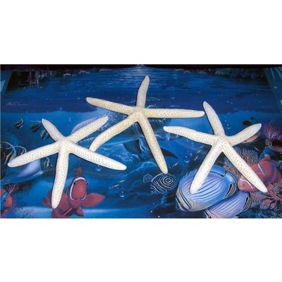 Three (3) 6" to 8" White Philippine Starfish Sea Shell Beach Decor Tropical