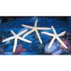 Three (3) 6" to 8" White Philippine Starfish Sea Shell Beach Decor Tropical view 1