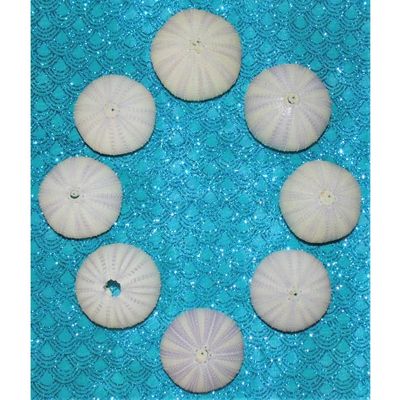 Eight (8) 1 to 3" Purple Sea Urchins Sea Shell Beach Decor Nautical Tropical