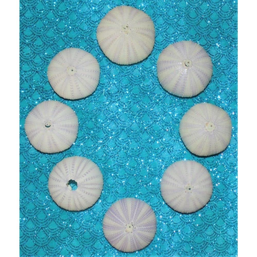 Eight (8) 1 to 3" Purple Sea Urchins Sea Shell Beach Decor Nautical Tropical