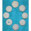 Eight (8) 1 to 3" Purple Sea Urchins Sea Shell Beach Decor Nautical Tropical view 1