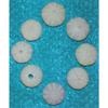 Eight (8) 1 to 3" Purple Sea Urchins Sea Shell Beach Decor Nautical Tropical view 2