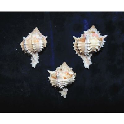 Three (3) 2 to 3" Pink Murex Sea Shell Nautical Beach Decor Tropical
