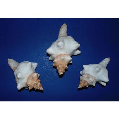 5 to 7" Striped Fox Sea Shell Beach Decor Aquarium Nautical Tropical Craft
