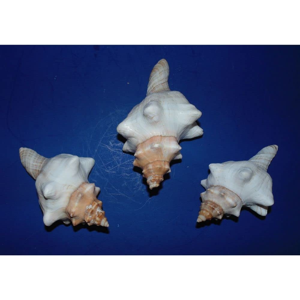 5 to 7" Striped Fox Sea Shell Beach Decor Aquarium Nautical Tropical Craft