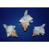 5 to 7" Striped Fox Sea Shell Beach Decor Aquarium Nautical Tropical Craft view 1