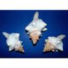 5 to 7" Striped Fox Sea Shell Beach Decor Aquarium Nautical Tropical Craft view 2