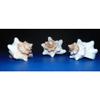 5 to 7" Striped Fox Sea Shell Beach Decor Aquarium Nautical Tropical Craft view 3