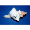 5 to 7" Striped Fox Sea Shell Beach Decor Aquarium Nautical Tropical Craft view 4