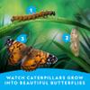 National Geographic Butterfly Growing Kit - Butterfly Habitat Kit with Voucher to Redeem 5 Caterpillars (S&H Not Included), Butterfly Cage, Feeder (Amazon Exclusive) view 3