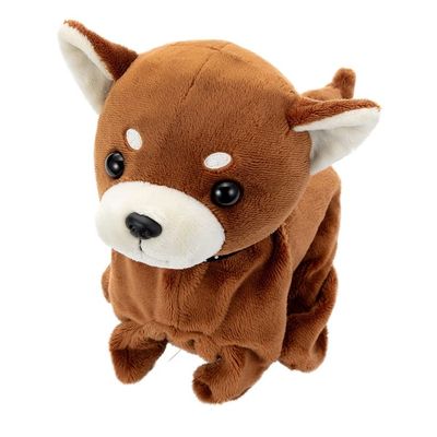 Coco Sakadachishite Premium Chihuahua