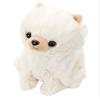 Coco Sakadachishite Premium Pomeranian view 1
