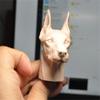 Fremego 1/6 Scale Head Sculpt,1:6 Unpainted Animal Head Carved Carving Model for 12inch Soldier Action Figure Body (Unpainted Dog) view 1