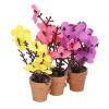 Restokki 3Pcs 1:12 Dollhouse Potted Plants Miniature Artificial Plant Tiny Bonsai Model Mini Flowerpot Simulation Resin Miniature Potted Plants view 4